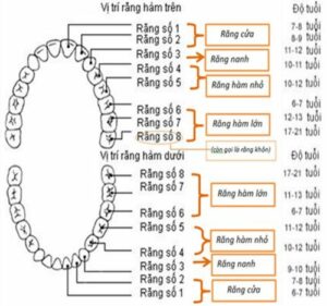 Giới thiệu về cung răng 