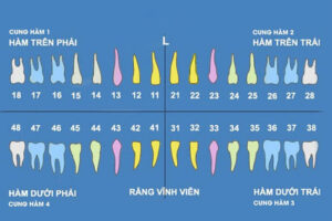 Răng số 36 nằm ở bên trái của hàm dưới