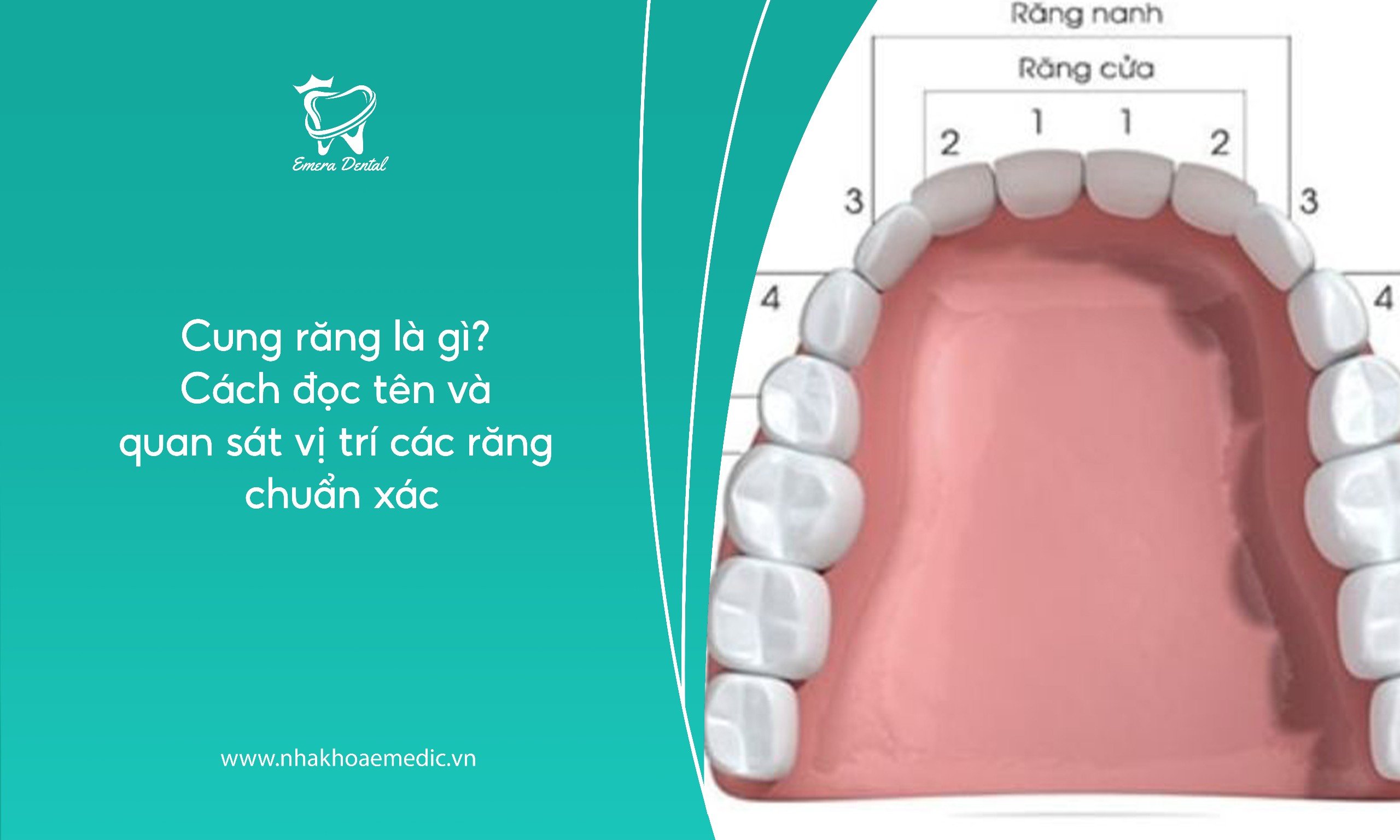 Cung răng là gì? Cách đọc tên và quan sát vị trí các răng chuẩn xác